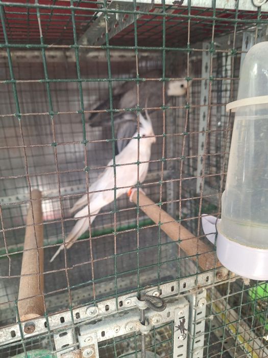 Papagali rosella și kakariki