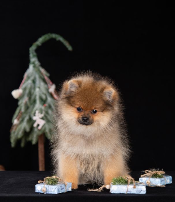 Щенок шпица, готов к переезду