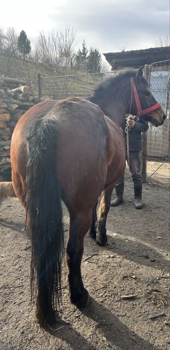 Iapa de vanzare 7 ani