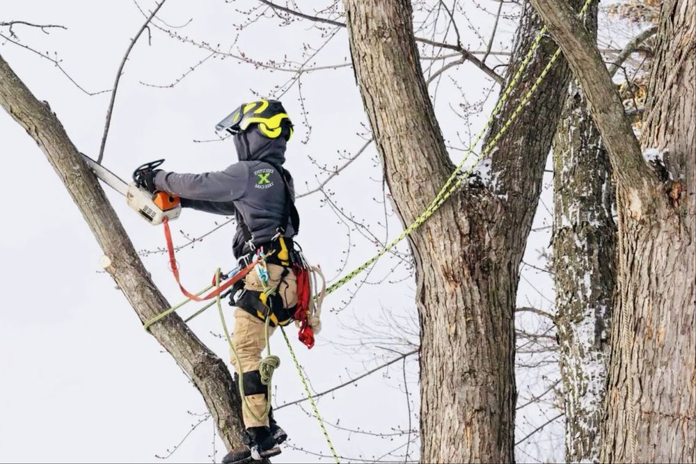 Taiere copaci/arbori,toaletare arbori/crengi.