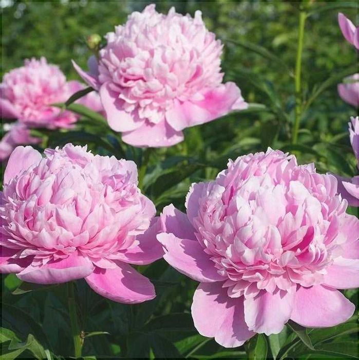 Rizomi ( bulbi) de Bujor Nobil Gigant, pt plantat, mari, f parfumati