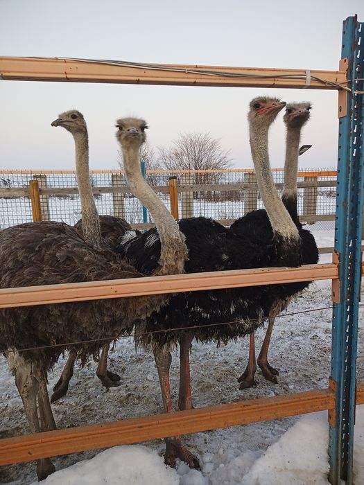 Vand struti Africani