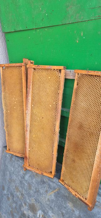 Caturi cu rame de1/2 crescute pentru stupi de 12 rame