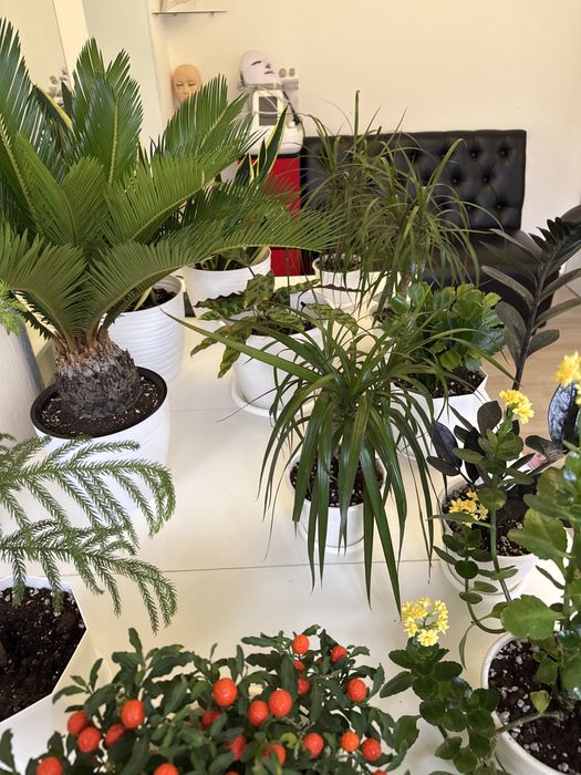 Комнатные цветы любого вида