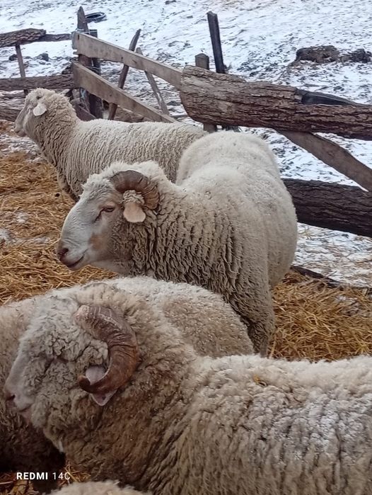 Vând 2 berbeci mari