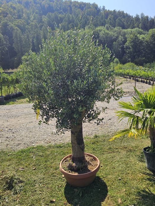 Livrare  la domiciliul cu tot cu plantare livrarea gratuit !!