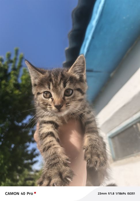 Котята, в добрые руки