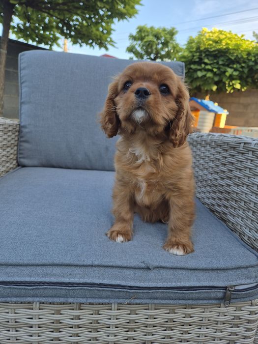 Cavalier king charles