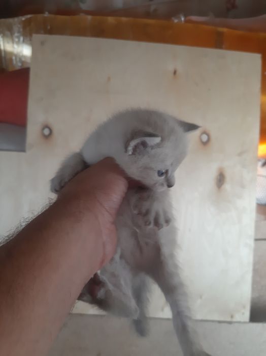 Отдам котят 3 штук