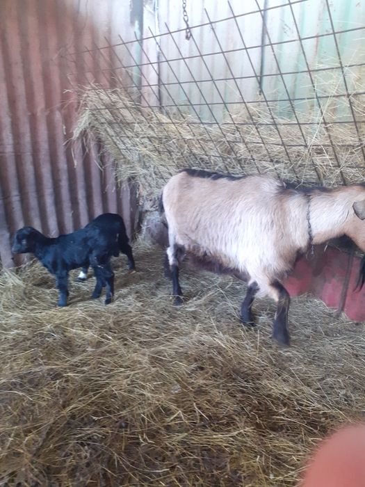 Capre gestante de vânzare