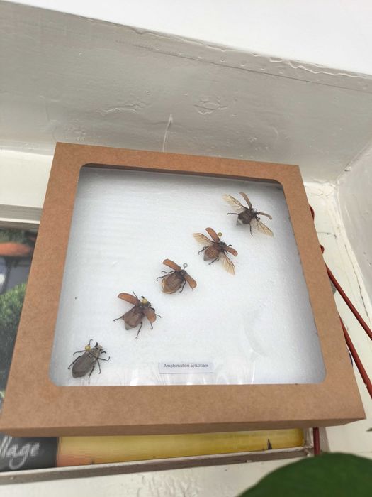 гербарий из сушенных насекомых