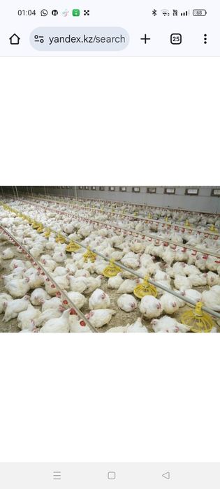 Бройлер цыплята       .