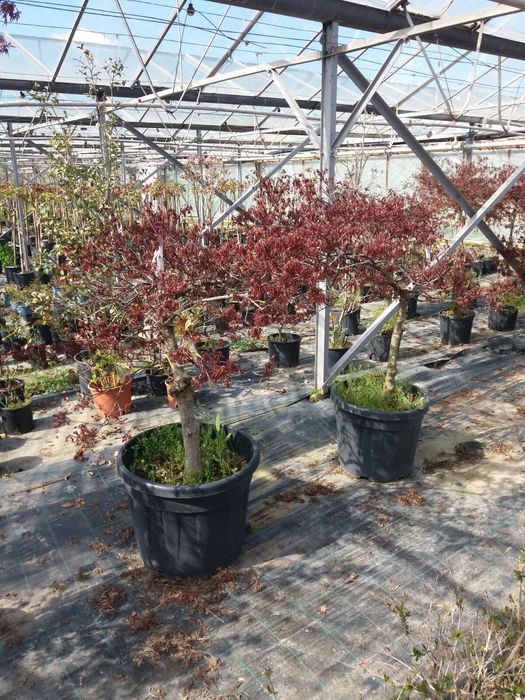 Vindem din pepiniera acer palmatum (Arțar japonez)