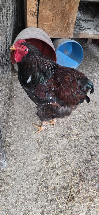 Cocos wyandotte