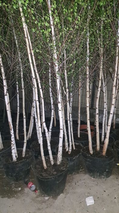 Plante decorative exemplu palmieri tuia brazi  leilandi mesteacăn