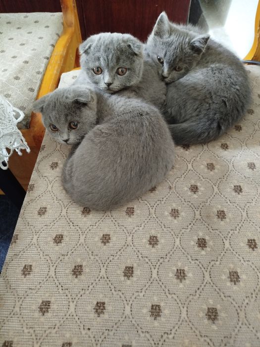 Котята Scotish fold и strayt (Шотландский вислоухие и прямоухие)