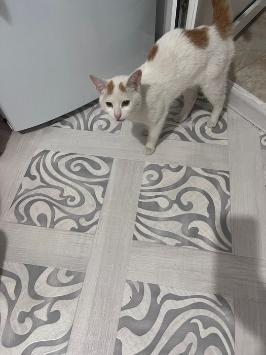 Кота нашли отдадим хозяевам