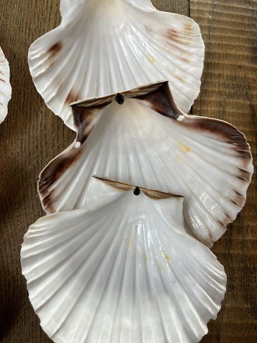 Оргинални миди за гурме 15€