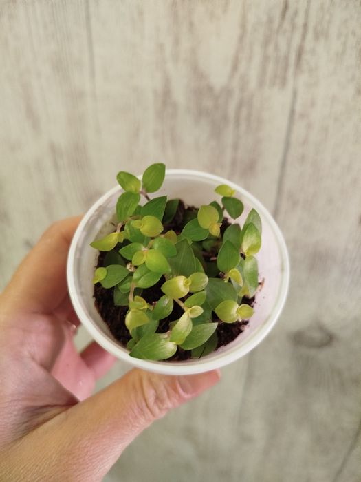 Комнатные растения