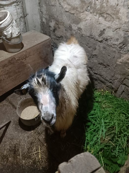 Козел рабочий продам