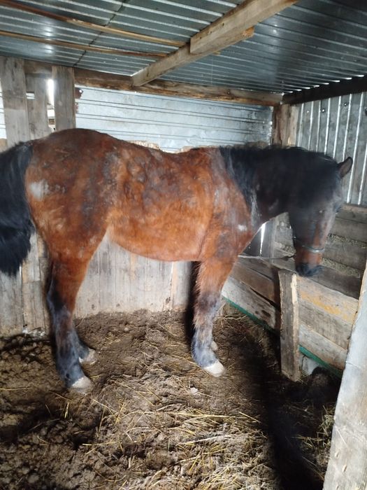 Продам лошадей домашних