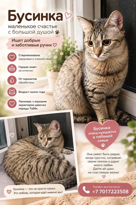 Ласковая кошечка ищет дом