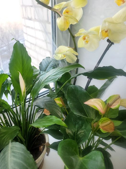 Сдам посуточно квартиры