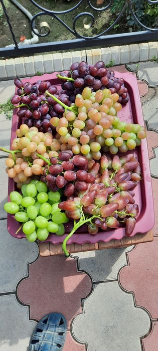 Саженцы винограда продам