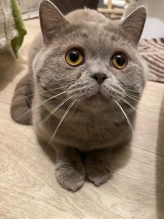 Британская кошка