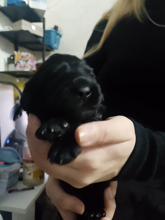 Щенки кокер спаниель