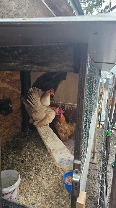 Familie gaini serama