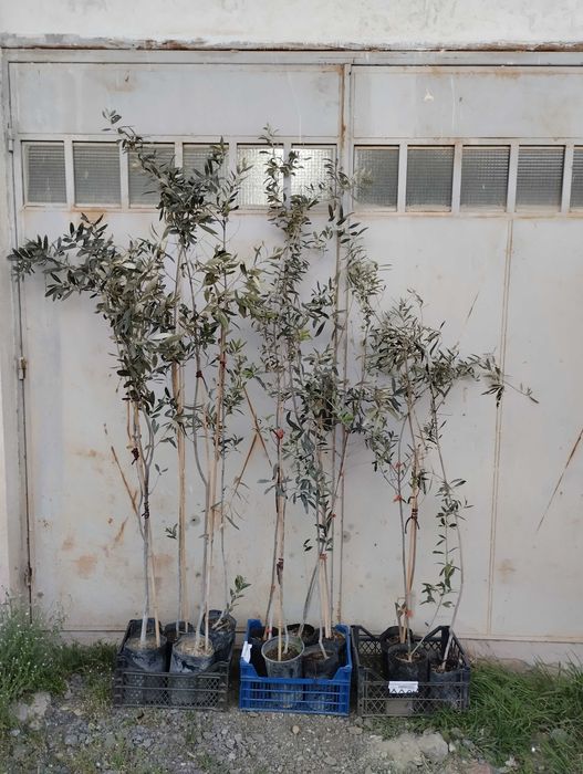 Студоустойчиви гръцки маслини