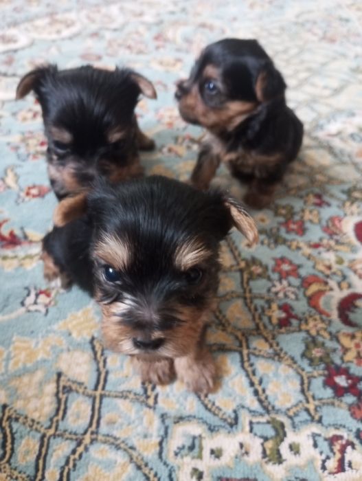 Йоркширский терьер