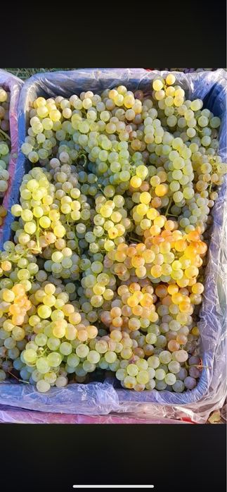 Vindem strguri pentru vin soiuri nobile Pentru un vin bun