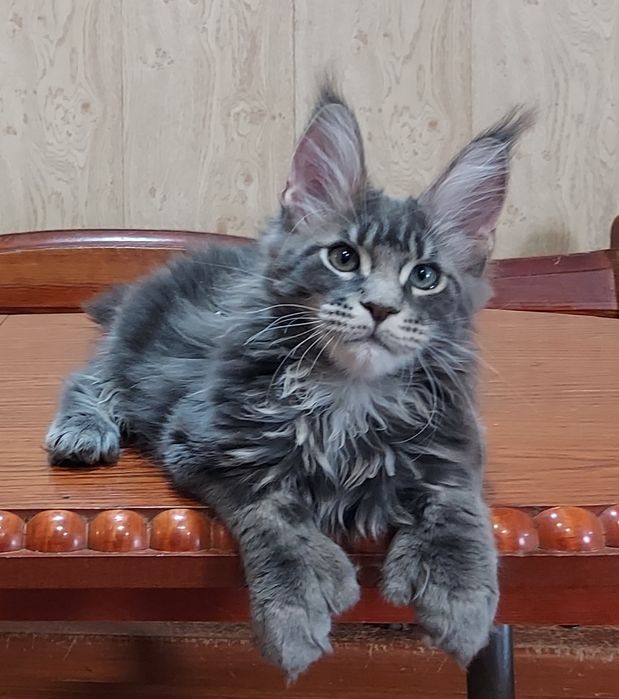 Продам котят мейн-куна