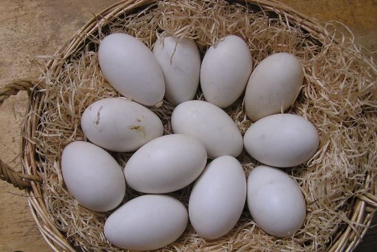 Ouă gâscă Chinezească lebădă!