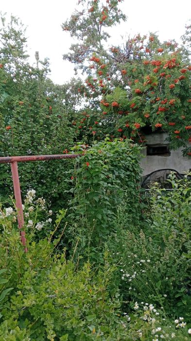 Продаю дачу в Михайловке.