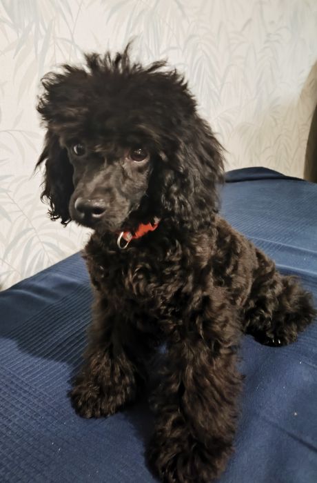 Той/ мини пудел toy/mini poodle