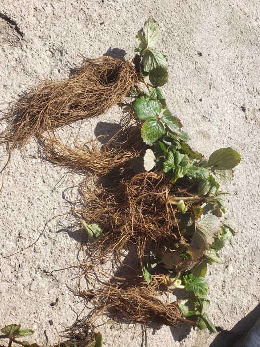 Разсад Ягоди Азия