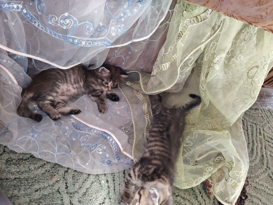 Дарю котят мальчик и девочка