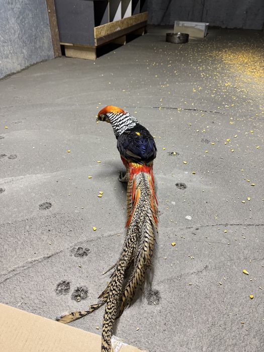 Алмазный фазан самец