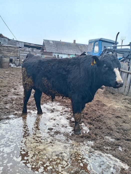 Продам быков ангусов