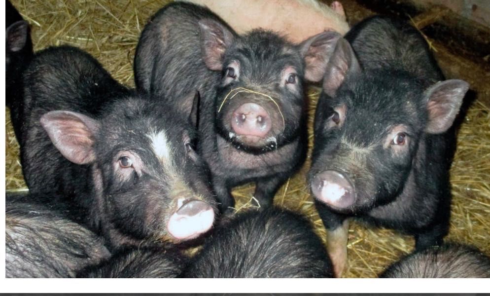 Виетнамски прасенца чистокръвни