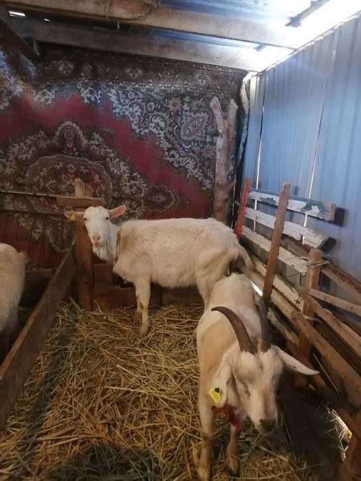 Асыл тукымды Орыс ешки