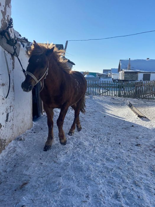 Сумма , перевод,