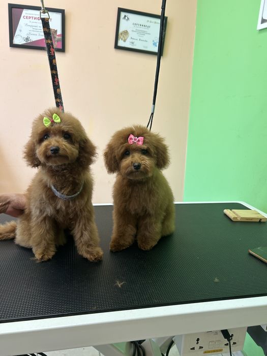 Той и мини пудел