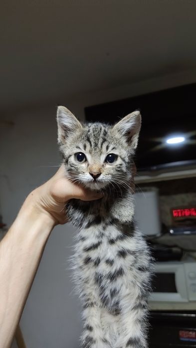 Отдам кошечку в хорошие руки
