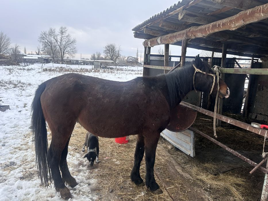 Бордакы бие семіз бие