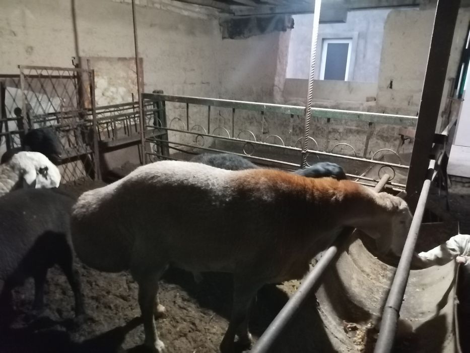 Qurbonlikka qo'ylar bor