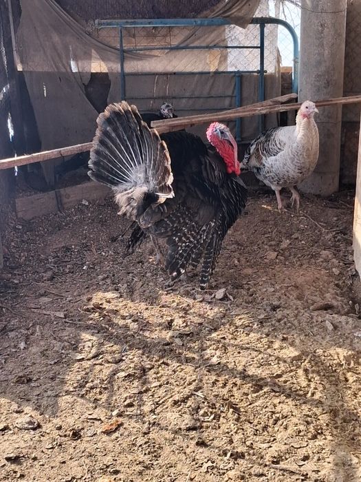 Индуктер сатылады